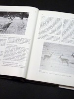 Reproduction in Antelopes