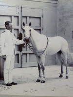 1890s albumen print of a Victorian gentleman and a fine black horse