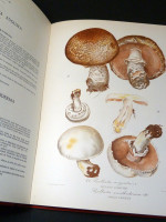 Nouvel Atlas de Champignons, Volume 1