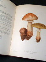 Nouvel Atlas de Champignons, Volume 1