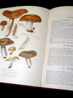 Nouvel Atlas de Champignons, Volume 1