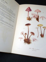 Nouvel Atlas de Champignons, Volume 2