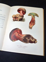 Nouvel Atlas de Champignons, Volume 2