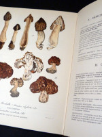 Nouvel Atlas de Champignons, Volume 2