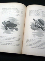 The Mysteries of the Ocean