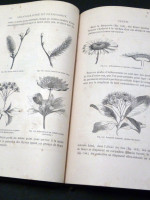 Histoire des Plantes