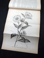 Journal of the Royal Horticultural Society, Vol XV, 1893