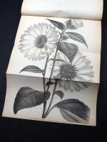 Journal of the Royal Horticultural Society, Vol XV, 1893