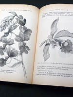 Journal of the Royal Horticultural Society, Vol XVII, 1894/1895