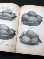 Journal of the Royal Horticultural Society, Vol XIX, 1895