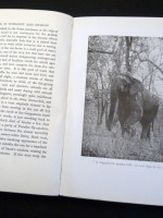 The Jungle in Sunlight and Shadow