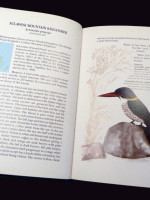 Kingfishers of the World (Signed first edition)