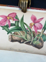 The Orchid-Grower's Manual (1852, first edition)