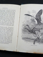 Friends and Foes from Fairy Land (1886, first edition)