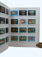 Compendium of Seashells