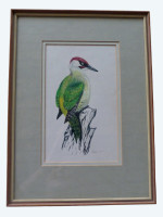 Original painting of a European Green Woodpecker