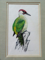 Original painting of a European Green Woodpecker